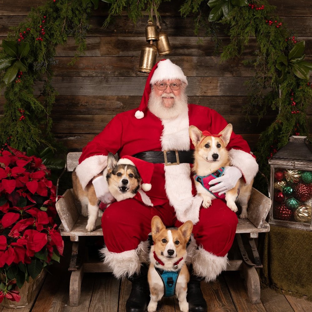 Meet your Posher, Hannah, Daisy, Rocky, Baxter(RIP) and Logan (RIP)